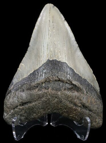 Megalodon Tooth - North Carolina #54776